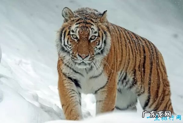 世界十大濒临灭绝的美丽动物 西班牙猞猁仅剩不到一百只