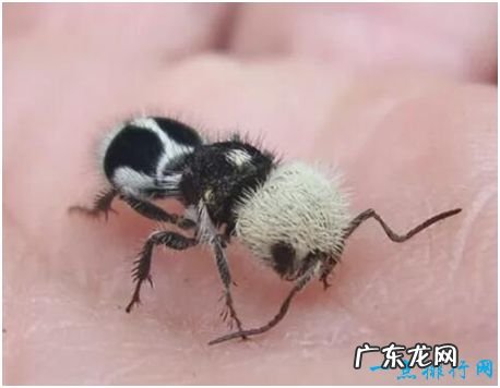 世界上长相最奇特的蜂，熊猫蚂蚁毛色如熊猫，体态似蚂蚁