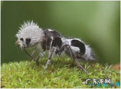 世界上长相最奇特的蜂，熊猫蚂蚁毛色如熊猫，体态似蚂蚁