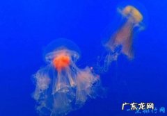 寿命最长的动物 灯塔水母“永生”