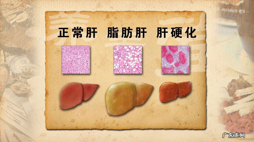 脂肪是不是在肝脏消化的