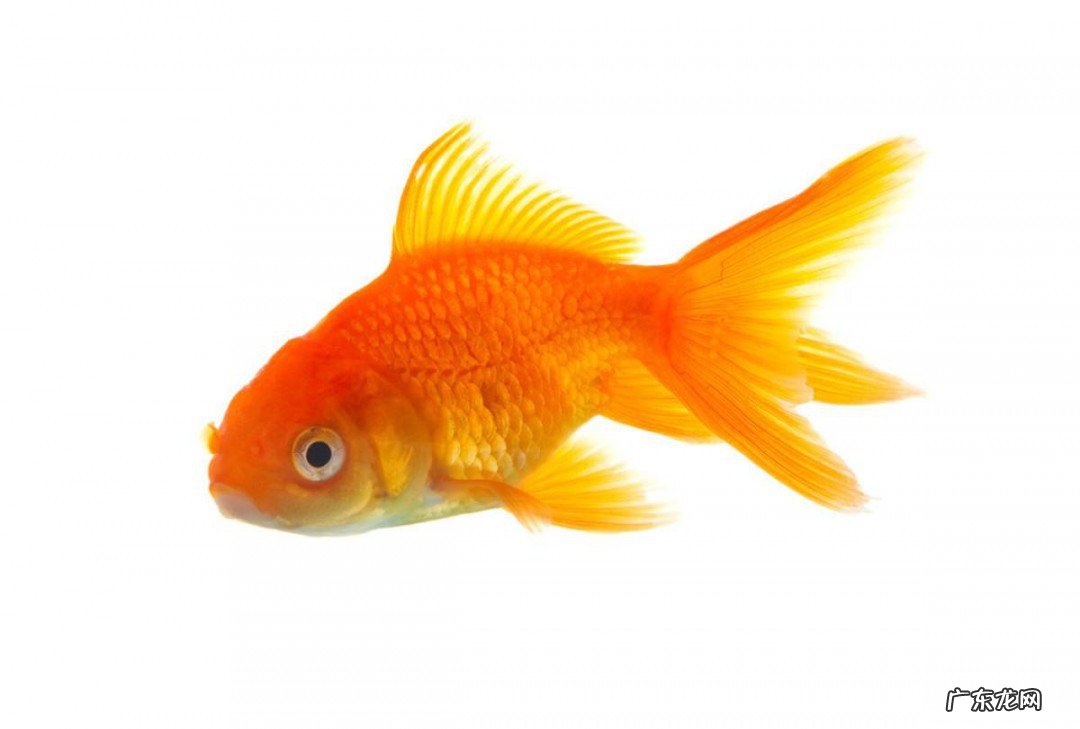 漂亮的金鱼是由什么鱼演变而来的