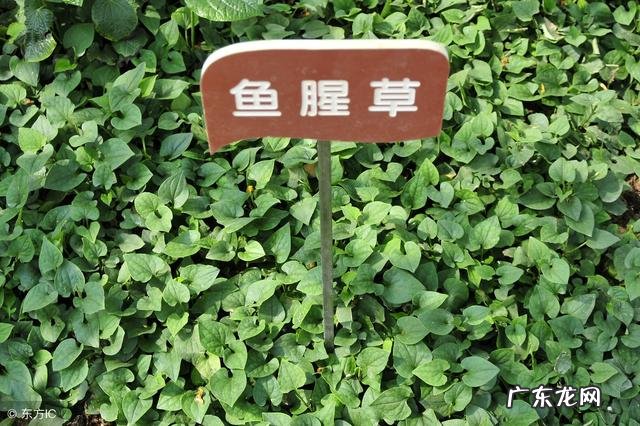 鱼腥草吃多了有什么害处