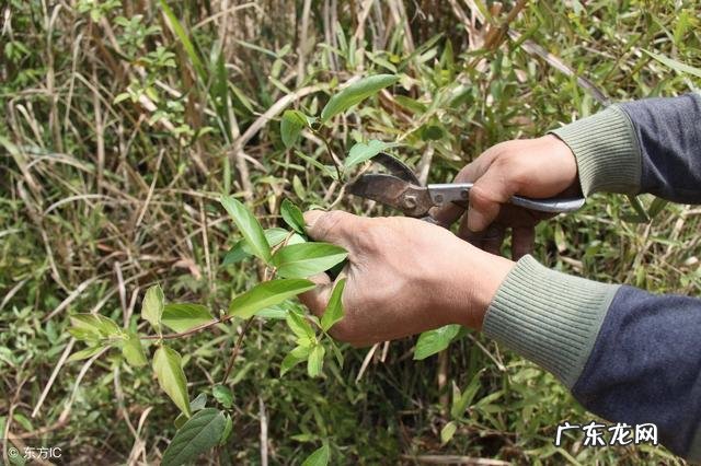 鱼腥草吃多了有什么害处