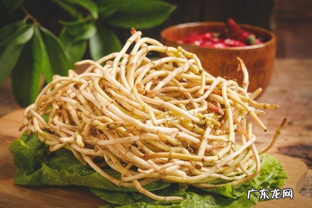 关于折耳根的介绍