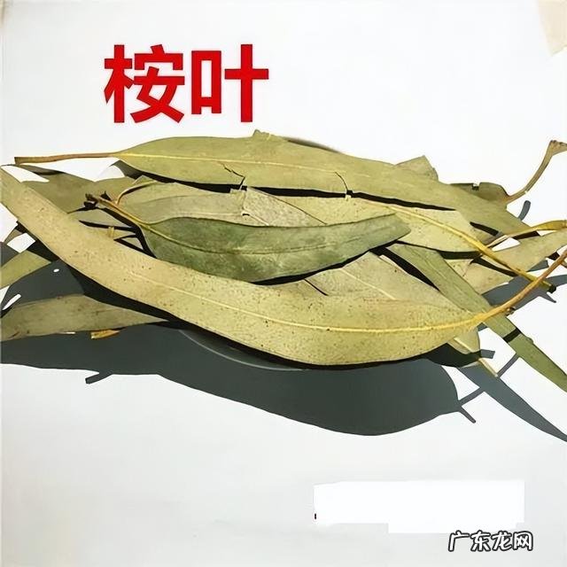 鱼腥草食疗有什么效果