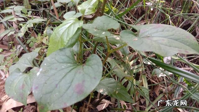 鱼腥草熬水治什么