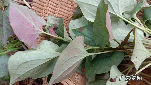 鱼腥草熬水治什么