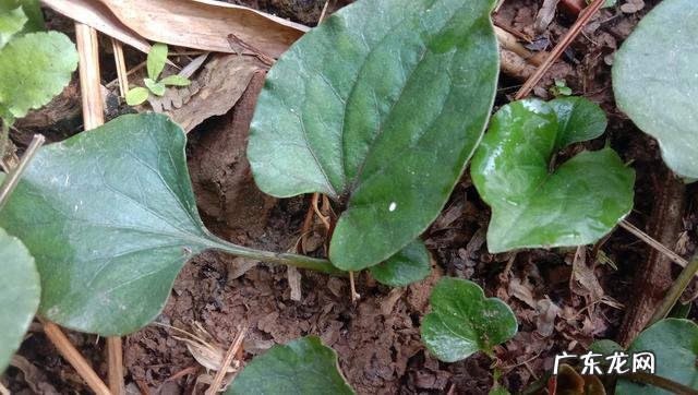 鱼腥草熬水治什么