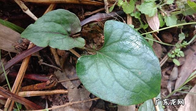 鱼腥草熬水治什么