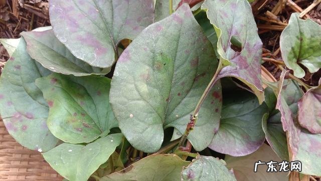 鱼腥草熬水治什么