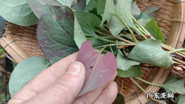 鱼腥草熬水治什么