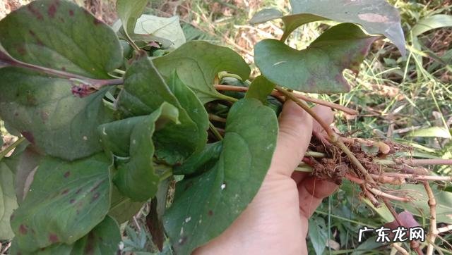 鱼腥草熬水治什么