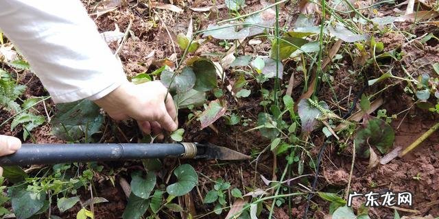 鱼腥草熬水治什么