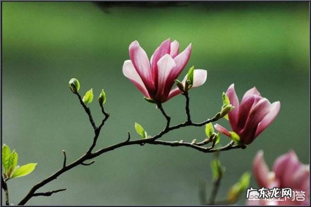 描写春天的词,你最喜欢哪一首?