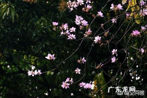 描写春天的词,你最喜欢哪一首?