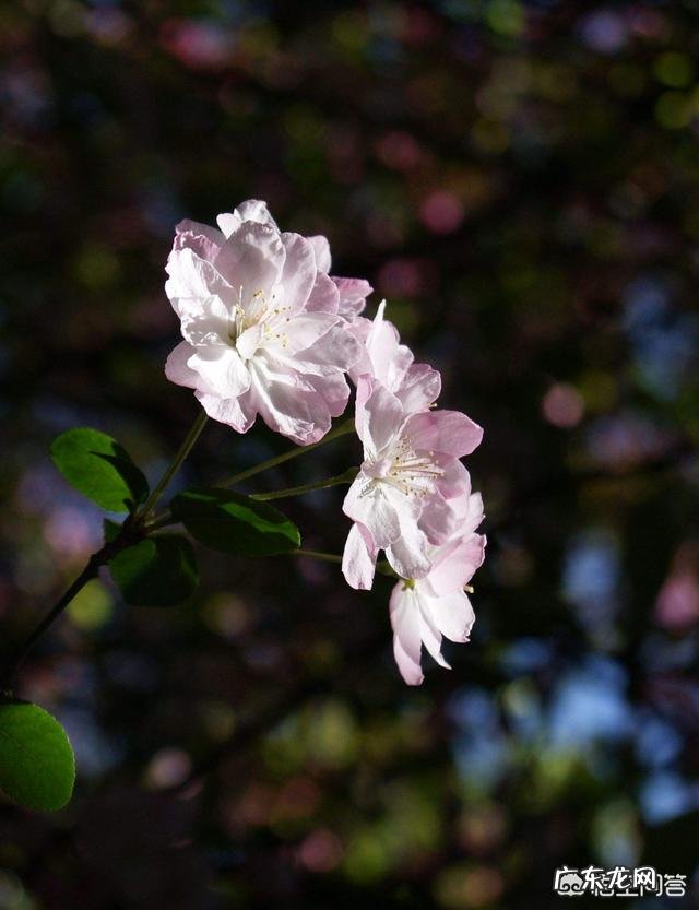 描写春天的词,你最喜欢哪一首?