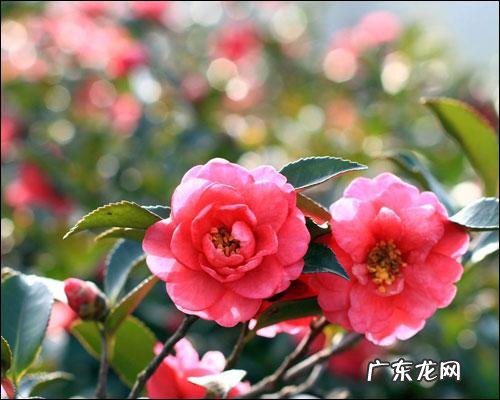 山茶花的花语和寓意？