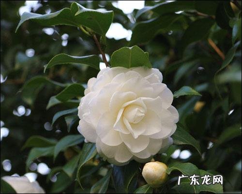 山茶花的花语和寓意？