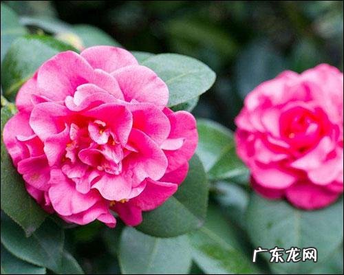 山茶花的花语和寓意？