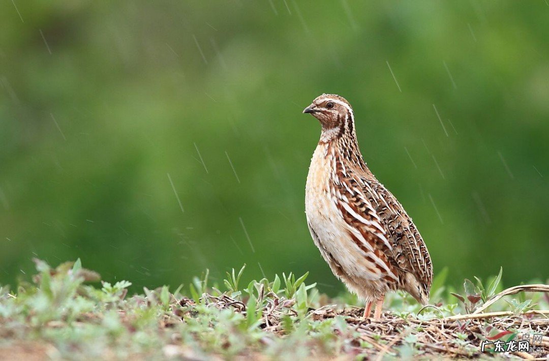 鹌鹑怎么做好吃省事