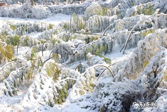 北方近几年很少见下雪,但是现在的冬季南方却在下雪,为什么呢?