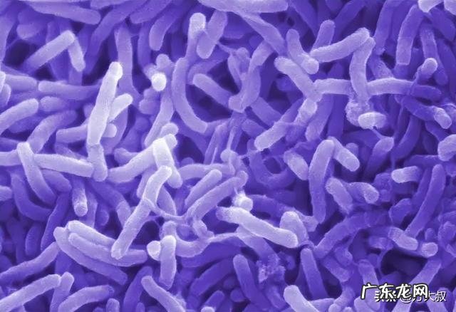 什么是霍乱和副霍乱