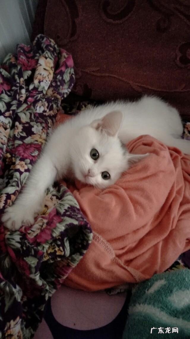 猫咪会不会流口水?