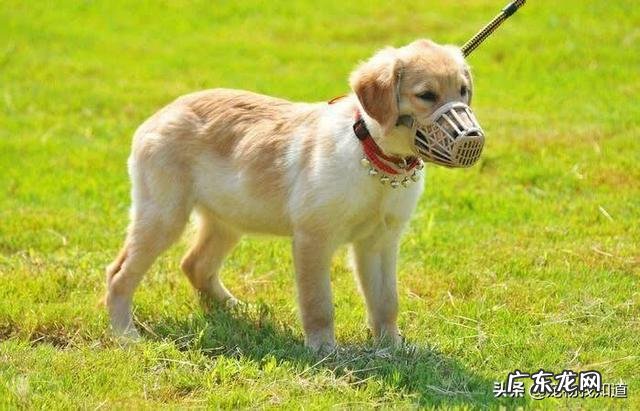 文明理智养狗,避免冲突从我做起,你做到了吗?