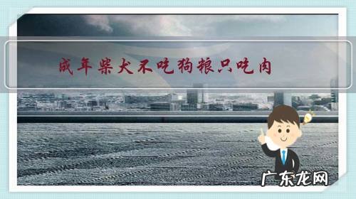 成年柴犬不吃狗粮只吃肉，这是挑食吗，应该怎么办？