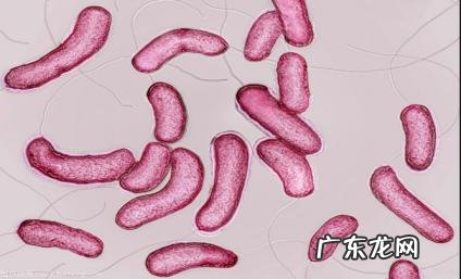 辨别霍乱病最好的方法