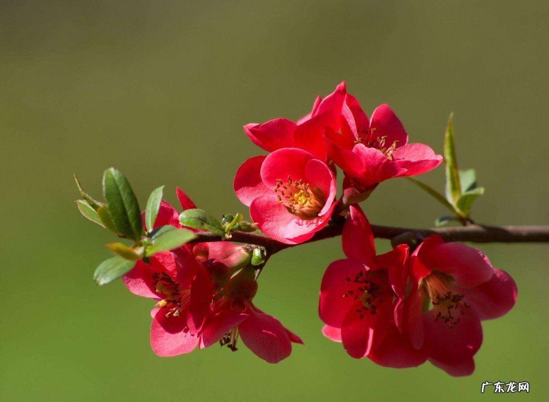 海棠花可以扦插吗