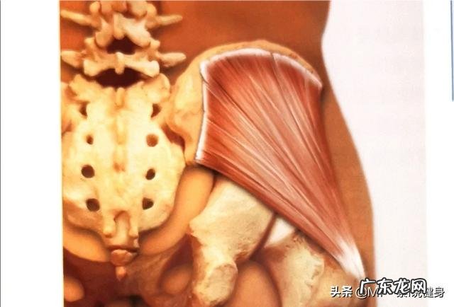 臀部两边凹进去,不美观,怎么办