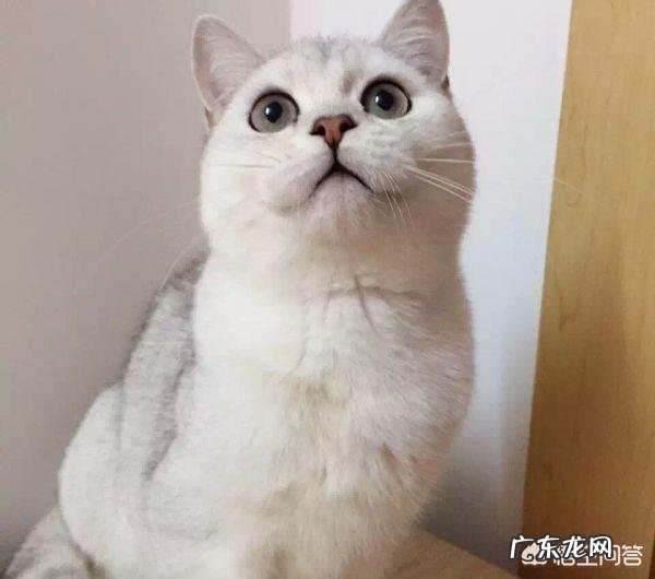银渐层母猫脸会圆吗，银渐层母猫长不胖怎么回事啊