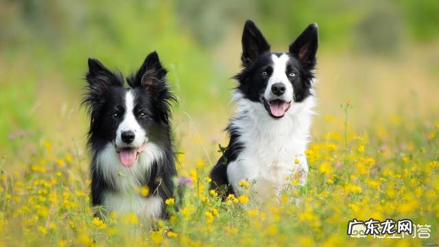 适合边境牧羊犬的零食有什么,牧羊犬吃什么零食好?