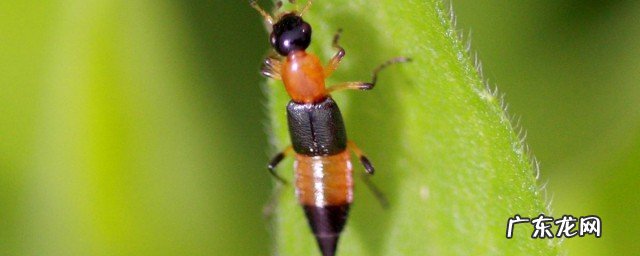 怎样预防硫酸蚂蚁