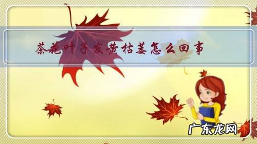 茶树叶子发黄枯萎 茶花叶子发黄枯萎怎么回事?