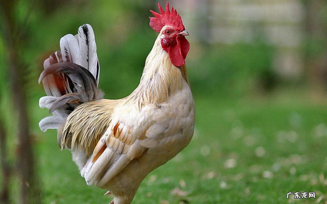 大公鸡的特点怎么写