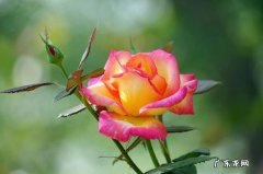 赞美月季花简单一句话