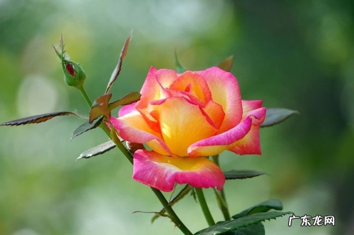 赞美月季花简单一句话