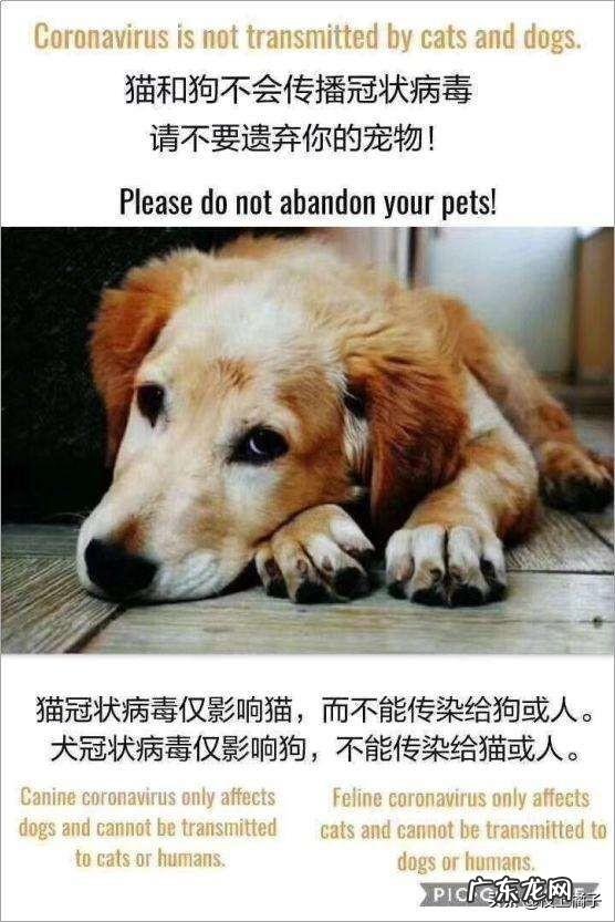 疫情期间,听信谣言就捕杀猫狗、丢弃宠物的人怎么想的?你怎么看?