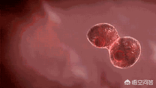 奉行素食主义的乔布斯罹患癌症,这给了我们什么启示