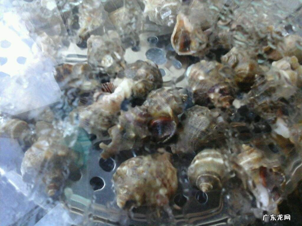 海螺怎么做卫生