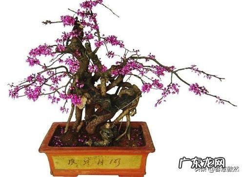 盆栽紫荆花,先开花后长叶,要如何管理呢?