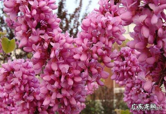 盆栽紫荆花,先开花后长叶,要如何管理呢?