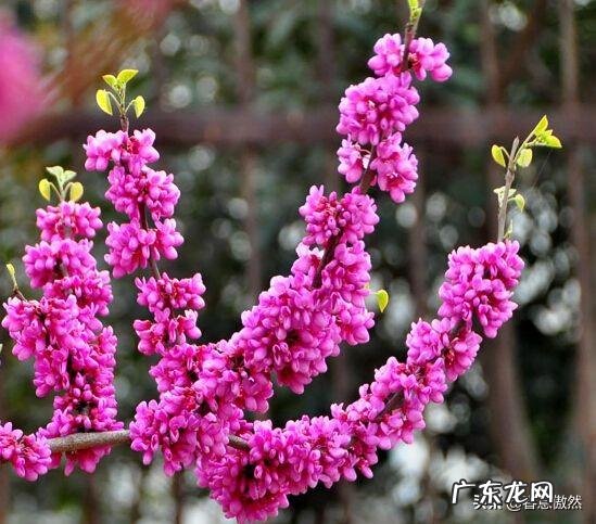 盆栽紫荆花,先开花后长叶,要如何管理呢?