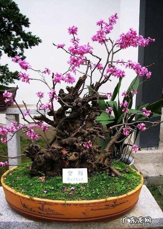 盆栽紫荆花,先开花后长叶,要如何管理呢?