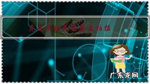 虎皮兰的花朵怎么拍摄?谁有实拍的照片,写个教程让我膜拜一下?