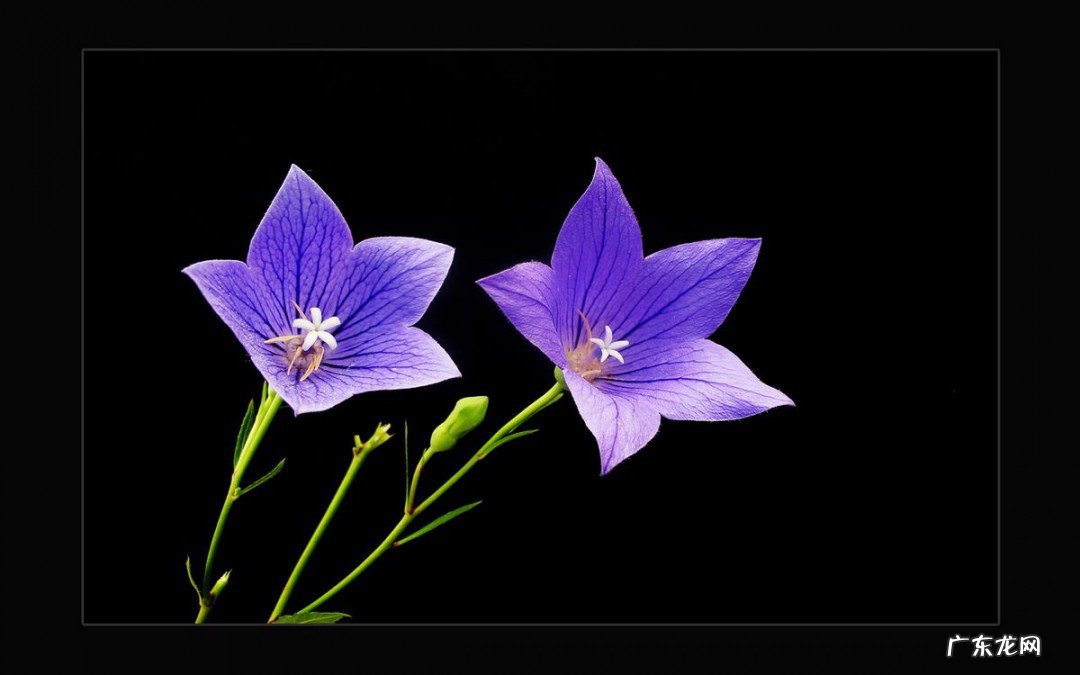 桔梗的副作用是什么