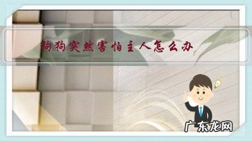 狗突然很害怕是怎么了 狗狗突然害怕主人怎么办?